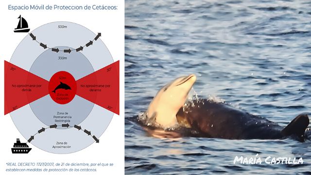 Duelo en la ciudad de los delfines Duelo en la ciudad de los delfines