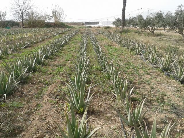 Agricultura estudia la viabilidad del cultivo de Aloe Vera en el Campo de Cartagena - 1, Foto 1