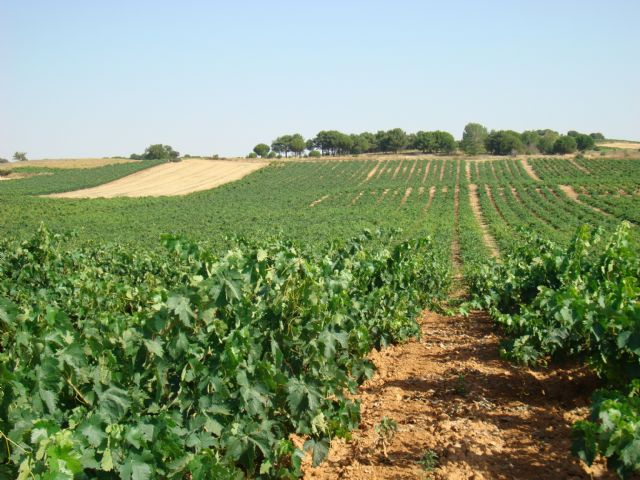 Bodegas LA HORRA inicia la vendimia y prevé una cosecha de gran calidad en la DO Ribera del Duero - 1, Foto 1