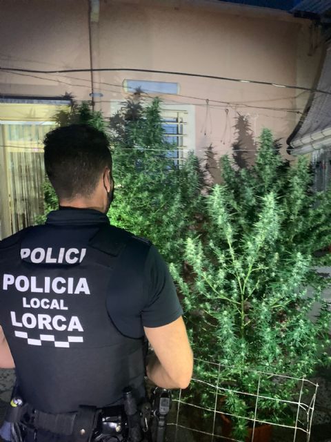 La Policía Local de Lorca incauta cinco plantas de marihuana en dos viviendas de los barrios de San Pedro y de San Juan - 1, Foto 1