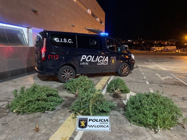 La Policía Local de Lorca incauta cinco plantas de marihuana en dos viviendas de los barrios de San Pedro y de San Juan - 2, Foto 2