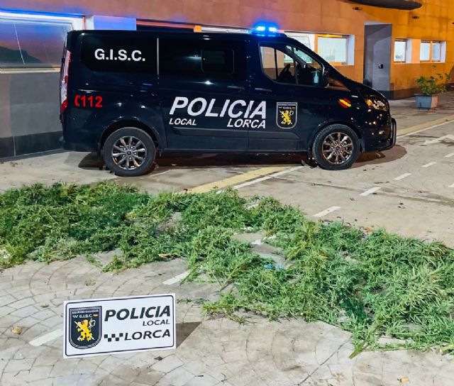 La Policía Local de Lorca incauta cinco plantas de marihuana en dos viviendas de los barrios de San Pedro y de San Juan - 3, Foto 3