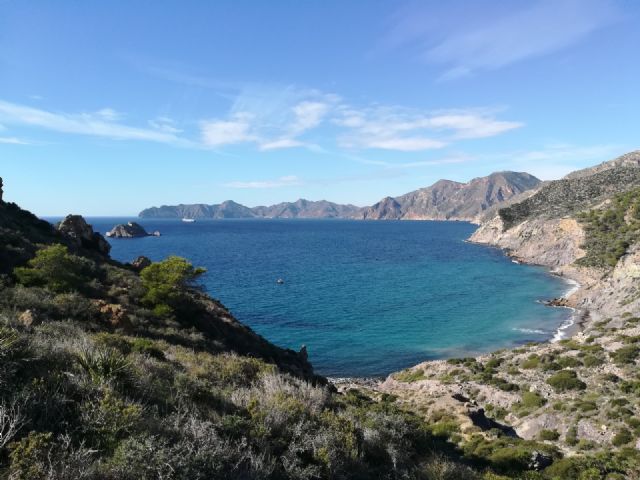 Medio Ambiente participa a través del proyecto Spartaria en la retirada de flora exótica del Parque Regional de la Sierra de la Muela - 1, Foto 1