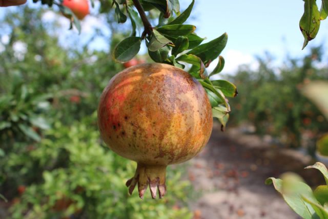 La DOP de la Granada Mollar de Elche estima pérdidas superiores al 60% de la producción por una plaga de trips - 1, Foto 1