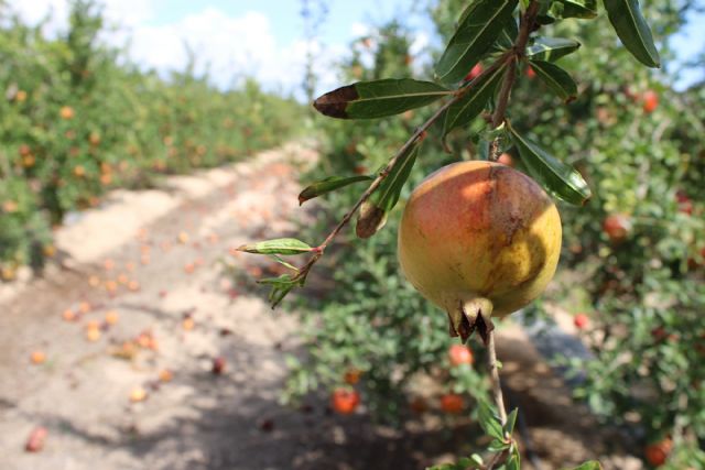 La DOP de la Granada Mollar de Elche estima pérdidas superiores al 60% de la producción por una plaga de trips - 2, Foto 2