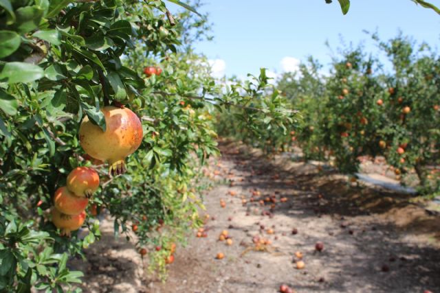 La DOP de la Granada Mollar de Elche estima pérdidas superiores al 60% de la producción por una plaga de trips - 3, Foto 3