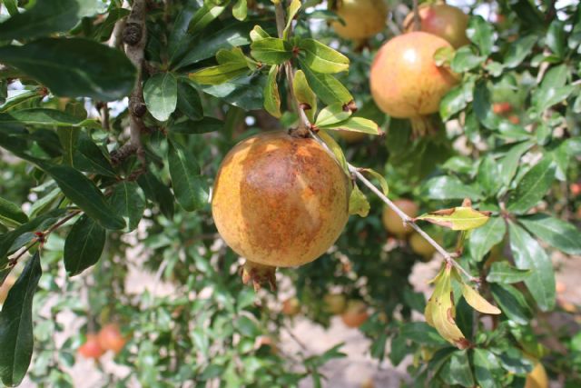 La DOP de la Granada Mollar de Elche estima pérdidas superiores al 60% de la producción por una plaga de trips - 4, Foto 4