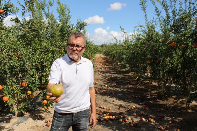 La DOP de la Granada Mollar de Elche estima pérdidas superiores al 60% de la producción por una plaga de trips - 5, Foto 5