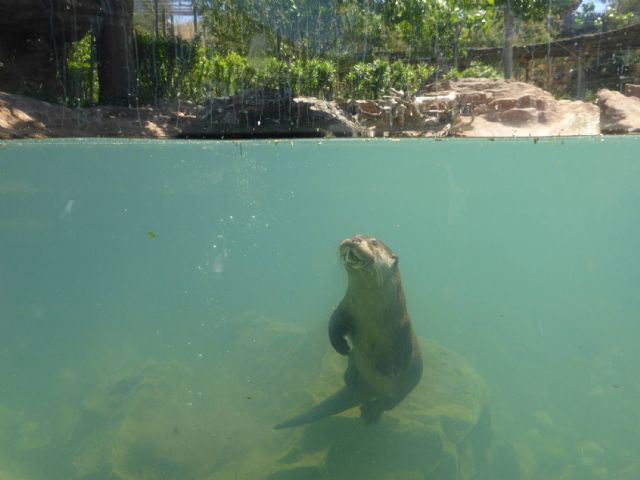 Nacen en Terra Natura dos crías de nutrias - 1, Foto 1