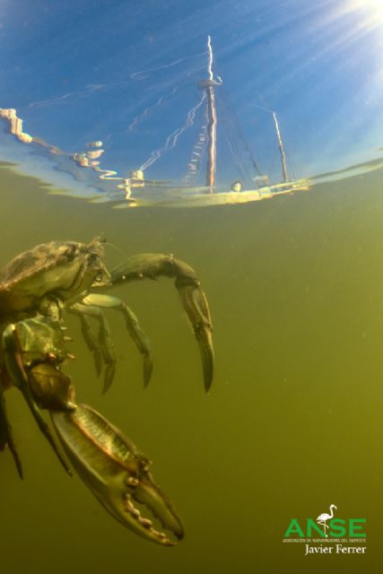 Una coalición de organizaciones pide al MITECO medidas eficaces para salvar el Mar Menor - 2, Foto 2