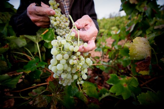 UVESTE, el principal productor de espumoso ecológico de la Comunitat Valenciana, concluye la vendimia de 2022 con un descenso del 14.5% pero con una uva de excelente calidad respecto a años anteriores - 1, Foto 1