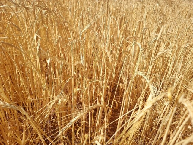 Las heladas primaverales y la falta de precipitaciones elevan las indemnizaciones del seguro agrario hasta los 695 millones - 1, Foto 1