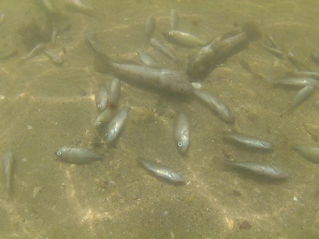 El Mar Menor no aguanta más bulos, necesita soluciones - 2, Foto 2