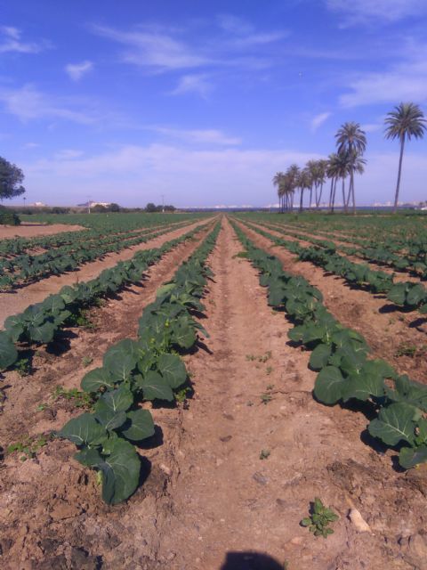 El Mar Menor no aguanta más bulos, necesita soluciones - 4, Foto 4