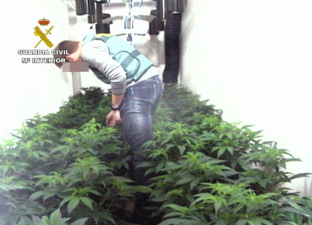 La Guardia Civil desmantela en Librilla un invernadero clandestino tipo indoor con medio centenar de platas de marihuana - 1, Foto 1