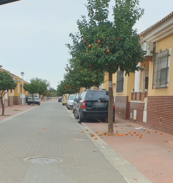 MC insta al Gobierno local a recoger las naranjas de las calles del municipio para evitar las incidencias higiénico-sanitarias - 1, Foto 1