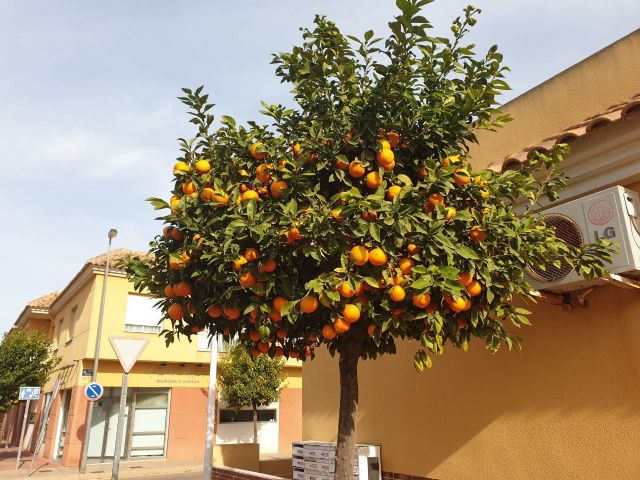 MC insta al Gobierno local a recoger las naranjas de las calles del municipio para evitar las incidencias higiénico-sanitarias - 3, Foto 3