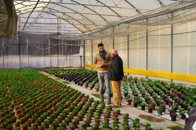 Unas 12.000 plantas abarrotan los viveros de Torrecilla para 'vestir' los jardines en primavera - 1, Foto 1