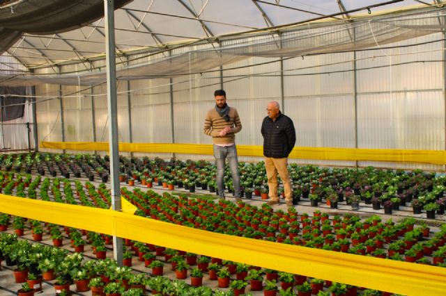 Unas 12.000 plantas abarrotan los viveros de Torrecilla para 'vestir' los jardines en primavera - 2, Foto 2