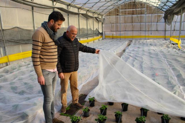 Unas 12.000 plantas abarrotan los viveros de Torrecilla para 'vestir' los jardines en primavera - 3, Foto 3