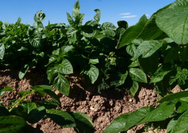 Fundación Ingenio denuncia la ilegalidad del mantenimiento de las medidas cautelares en la masa de agua subterránea del Campo de Cartagena - 1, Foto 1