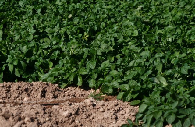 Fundación Ingenio denuncia la ilegalidad del mantenimiento de las medidas cautelares en la masa de agua subterránea del Campo de Cartagena - 2, Foto 2