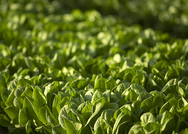 BASF amplía su portfolio de lechuga con variedades más resistentes para cubrir todo el ciclo - 1, Foto 1