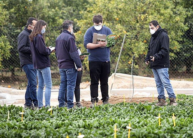 BASF amplía su portfolio de lechuga con variedades más resistentes para cubrir todo el ciclo - 2, Foto 2