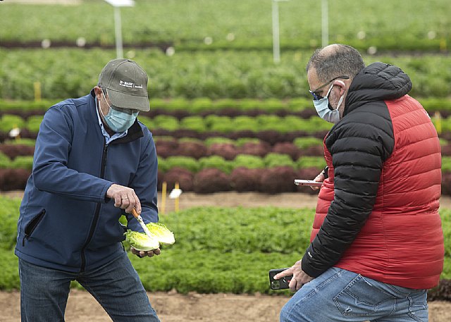 BASF amplía su portfolio de lechuga con variedades más resistentes para cubrir todo el ciclo - 3, Foto 3