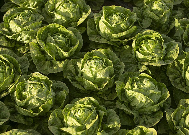 BASF amplía su portfolio de lechuga con variedades más resistentes para cubrir todo el ciclo - 4, Foto 4