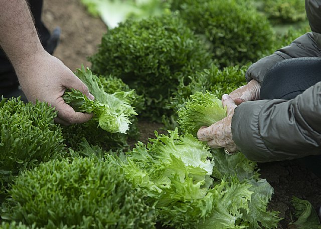 BASF amplía su portfolio de lechuga con variedades más resistentes para cubrir todo el ciclo - 5, Foto 5