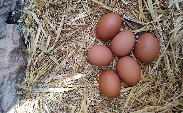 Grupos parlamentarios de la Asamblea Regional de Murcia piden el consumo de huevos libres de jaulas en los comedores públicos de la Comunidad - 4, Foto 4