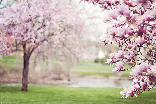 La falta de lluvia adelanta la primavera y dispara las alergias - 1, Foto 1