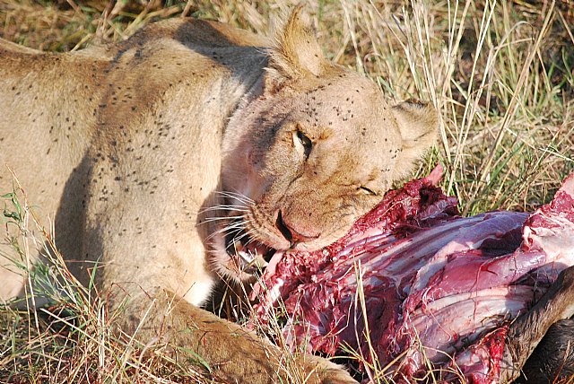 El rey de la selva, protagonista de la nueva campaña publicitaria “los amantes de la carne” - 1, Foto 1