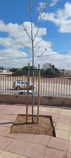 Diez árboles de gran porte embellecerán y proporcionarán sombra en el jardín del Centro Cultural de Los Martínez del Puerto - 3, Foto 3