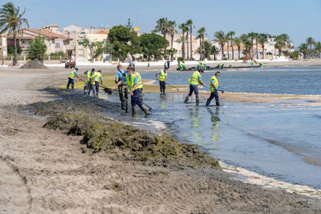 El Ayuntamiento refuerza la limpieza y retirada de algas en el Mar Menor con 16 operarios contratados de emergencia - 1, Foto 1