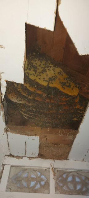 Retiran 12 paneles de abeja, alrededor de 2.000 ejemplares, de un balcón mirador situado en la calle Selgas de Lorca - 1, Foto 1