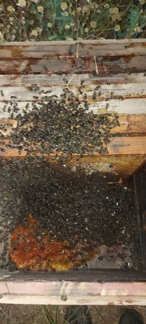 Retiran 12 paneles de abeja, alrededor de 2.000 ejemplares, de un balcón mirador situado en la calle Selgas de Lorca - 3, Foto 3