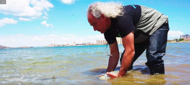 Mújoles marcados y liberados en el Mar Menor - 2, Foto 2