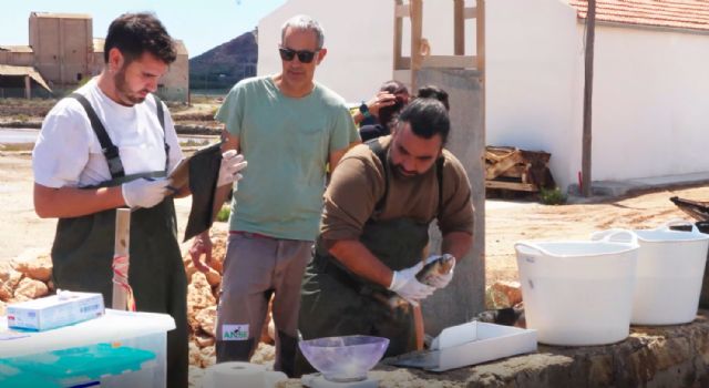 Mújoles marcados y liberados en el Mar Menor - 4, Foto 4