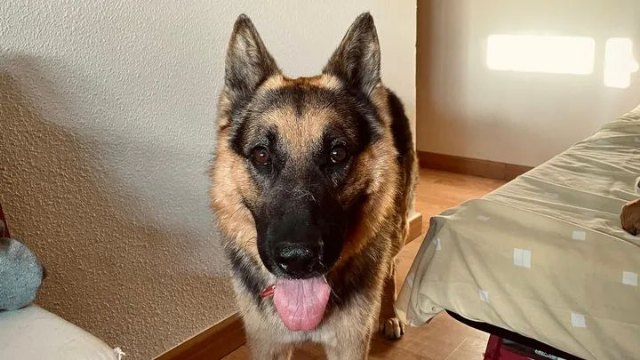 Una vecina de Murcia lanza una campaña de ayuda para un perro que tiene leishmaniasis y una peligrosa insuficiencia renal - 1, Foto 1