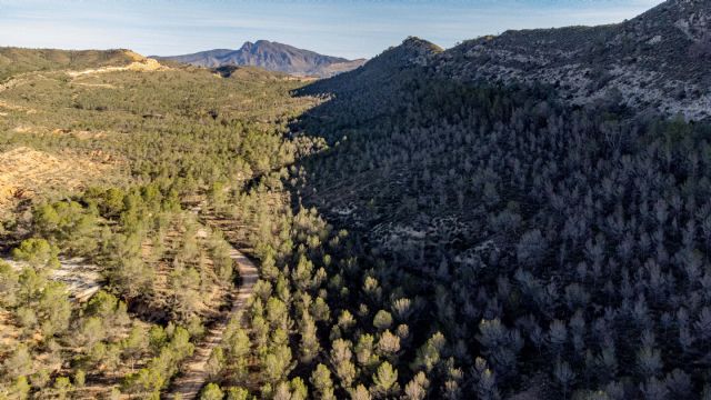 Medio Ambiente culmina los trabajos de gestión forestal sostenible en 43 hectáreas del monte público 'Rajica de Enmedio' de Jumilla Medio Ambiente culmina los trabajos de gestión forestal sostenible en 43 hectáreas del monte público 'Rajica de Enmedio' de Jumilla