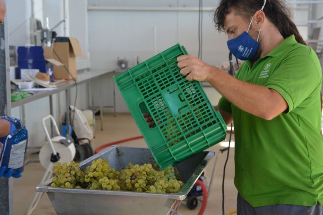 Comienza el prensado de uva para elaborar el vino Tomás Ferro - 1, Foto 1