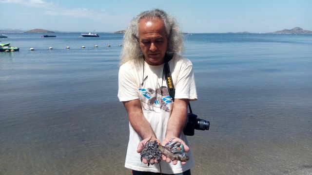 ANSE y WWF confirman que continúa la mortalidad de miles de peces y crustáceos en el Mar Menor - 3, Foto 3