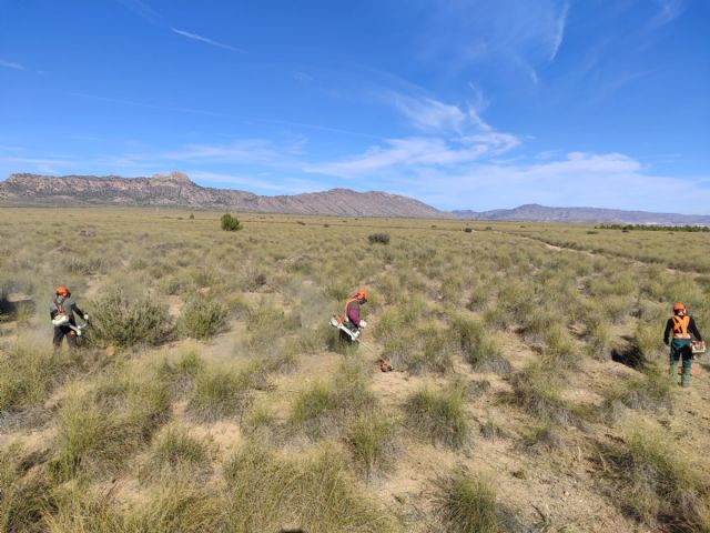 Mejoraran el hábitat de la alondra ricotí en Cieza - 1, Foto 1