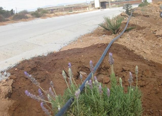 El entorno de caminos y zonas agrícolas del parque regional de Calblanque será repoblado este lunes - 1, Foto 1