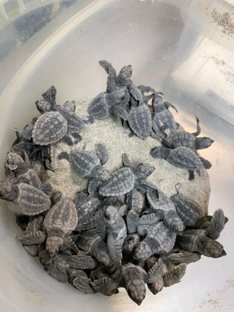 Nacen 40 crías de tortuga boba del nido localizado en La Manga - 1, Foto 1