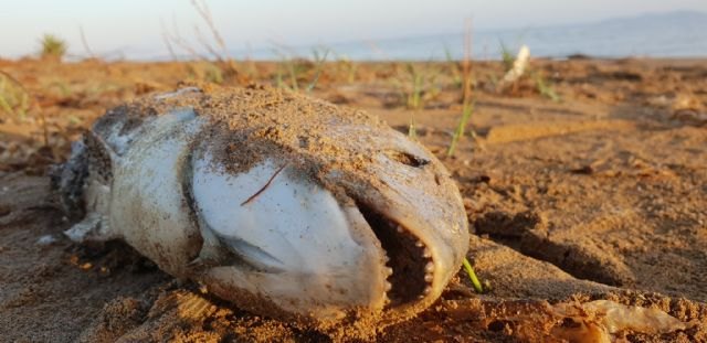 Diego Conesa: López Miras representa al partido que ha matado al Mar Menor y solo por decencia política debería pedir disculpas y dar un paso al lado - 1, Foto 1