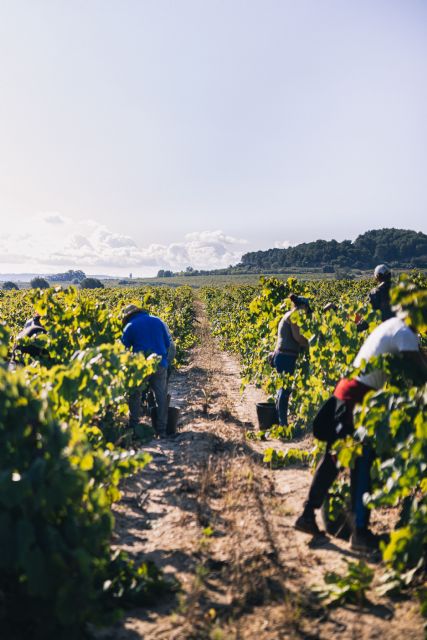 El Cava cierra una excelente vendimia cosechando 300 millones dekilos de uvas - 1, Foto 1