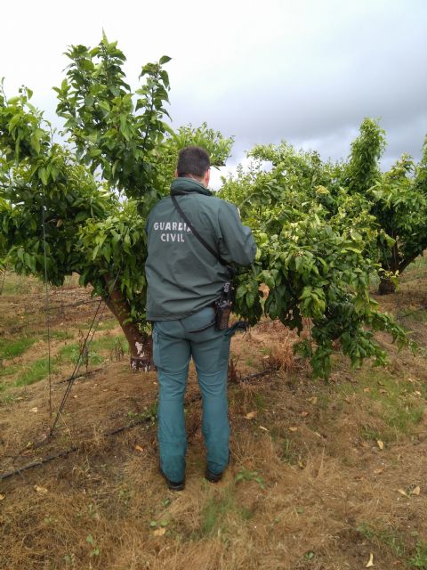 Orri intensifica el control sobre grandes explotaciones no autorizadas y detecta una parcela con más de 10.000 plantas ilegales - 1, Foto 1